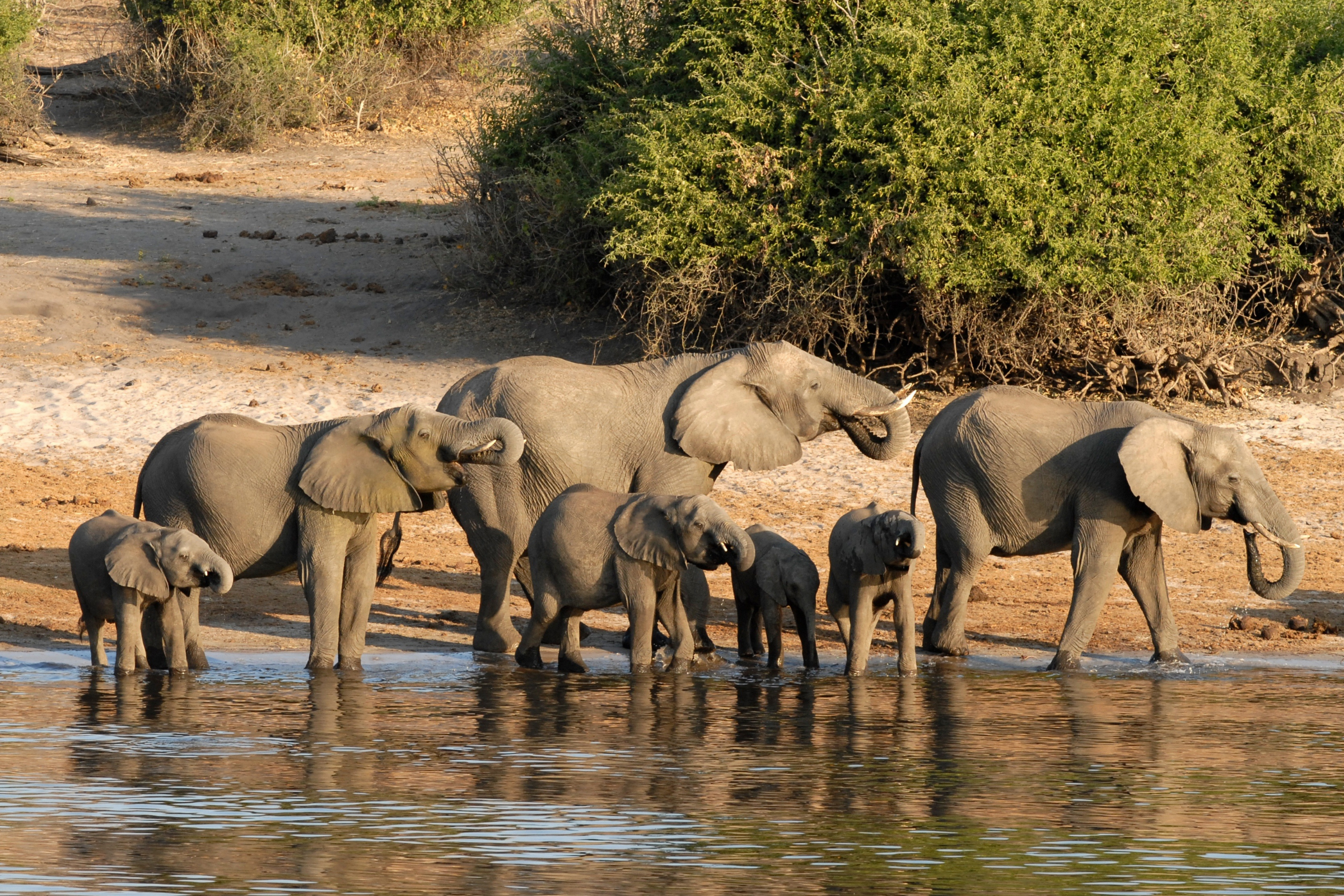 addo elephant national park.webp